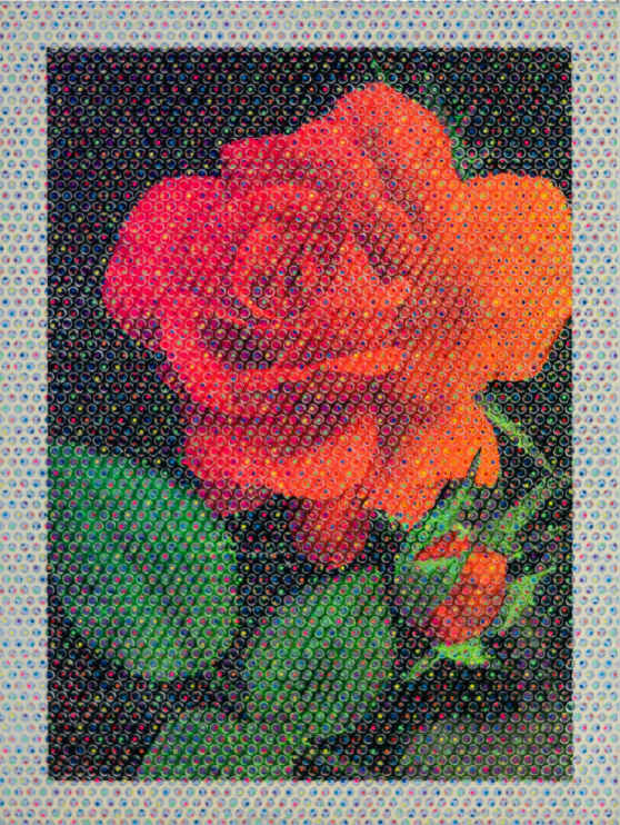 Yu Uchida 內田有｜Rose